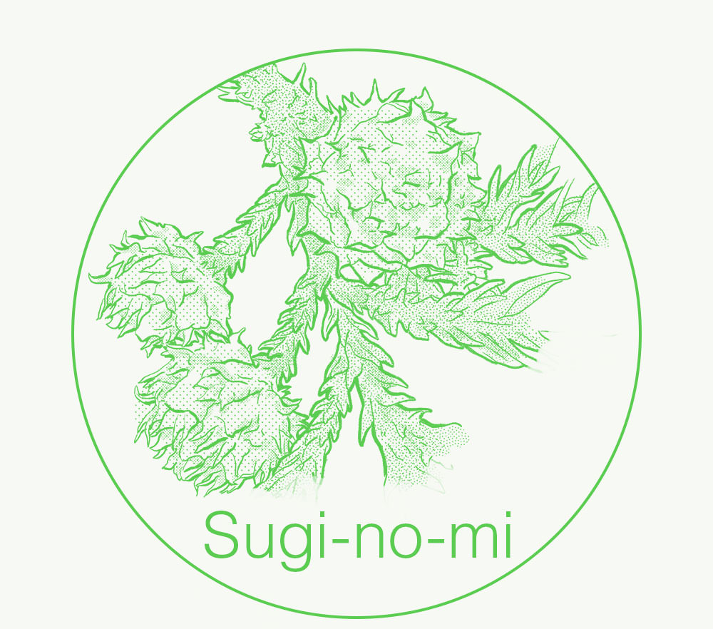 Sugi-no-mi(Cedar nut) illustration
